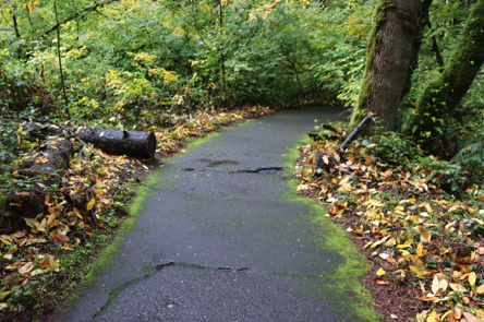 Bumps and ruts may be caused by roots on the paved Trillium Trail